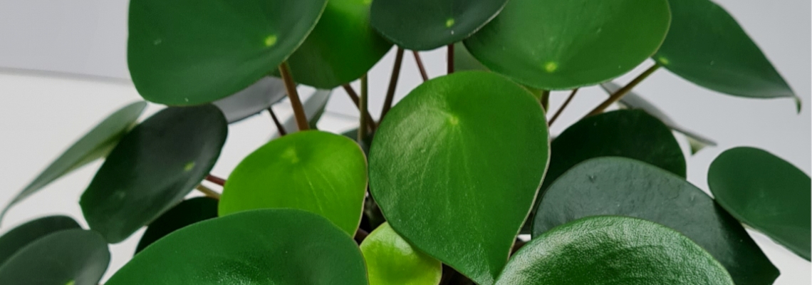 Peperomia Polybotrya Banner Image.jpeg
